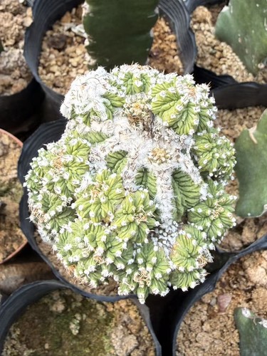 Rara pianta cactus - rara,