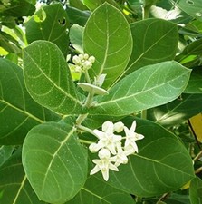 Foglie di Procero Calotropis