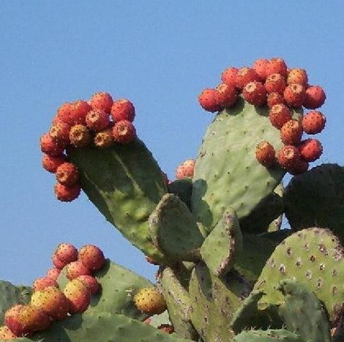 Nopal frutti rossi - frutti,