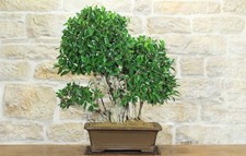 Bonsai ficus retusa - di,
