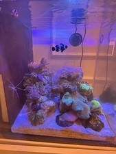 Acquario  marino completo 62 Litri