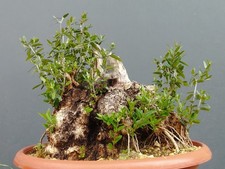 Bonsai Olivastro 30x30cm In