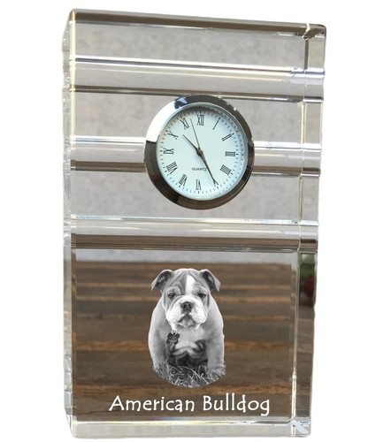 American bulldog americano - american, bulldog,