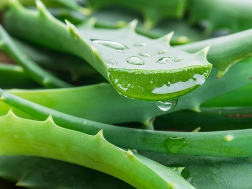 Bio foglie fresche aloe - foglie,