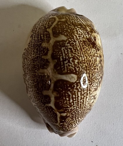 Cypraea mappa rosea singularis