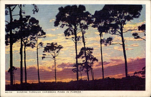 Cartolina sunrise through - sunrise,