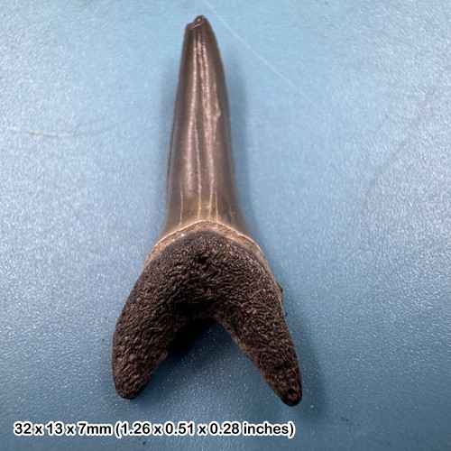 Fossil sand tiger - , shark