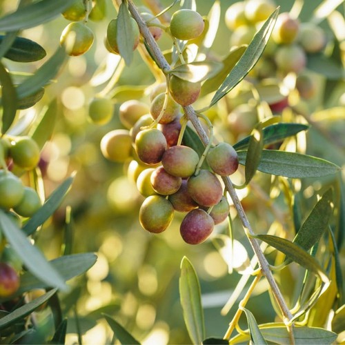 Pianta ulivo arbequina in - pianta,