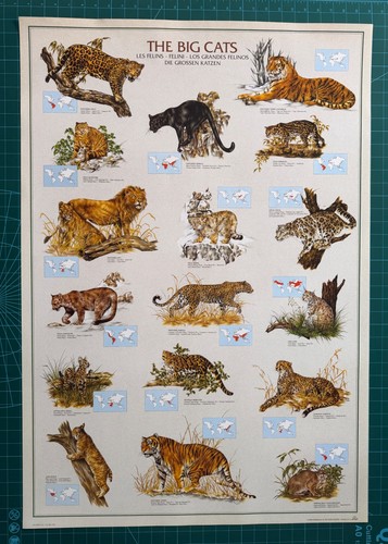 Grandi gatti leoni tigri - grandi, leoni,