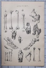 1868 Stampa Anatomia Scheletro