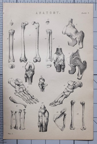 1868 stampa anatomia scheletro - stampa,