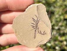 Foglie di Metasequoia fossile