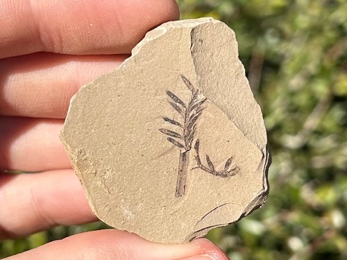 Foglie metasequoia fossile - foglie,