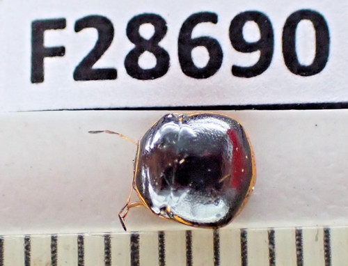 F28690 insetti hemiptera sp - f28690.,