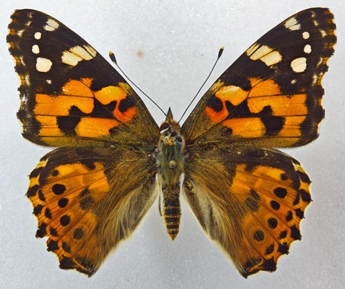 Nymphalidae vanessa cardui - vanessa,