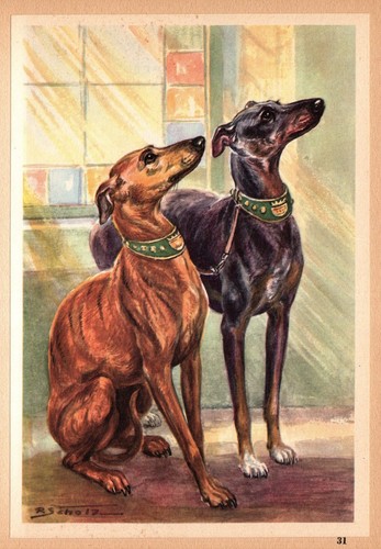 Stampa vintage whippet robert - stampa,
