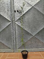 Pianta Salix alba, Salice