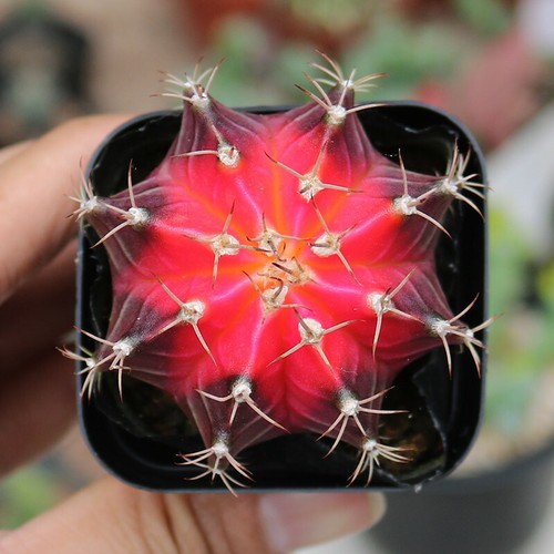Gymnocalycium mihanovichii
