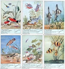 Chromo Liebig Sang. 1780 ITA Pesci d'Acquario ANNO 1962