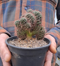 Trcko cereus paka noi x