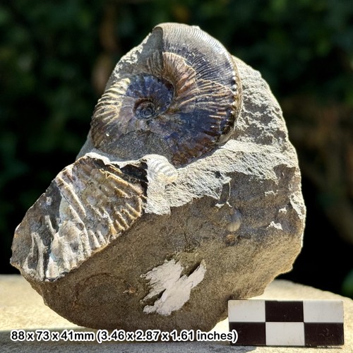 Rare hoploscaphites nicoletti - hoploscaphites,