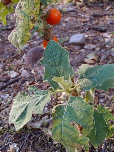 Solanum candidum naranjilla - solanum,