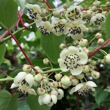 Actinidia Impollinatore di