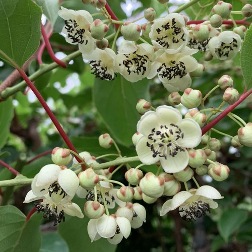 Actinidia impollinatore - impollinatore, di