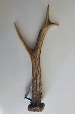 Non comune tagliasigari