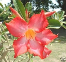 5 semi di Adenium obesum "Orange" Rosa del deserto "semi freschi "