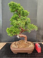 Bonsai ginepro itoigawa cm - ginepro,