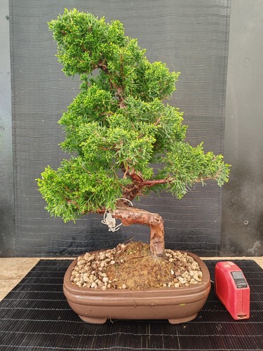 Bonsai ginepro itoigawa cm - itoigawa, 43