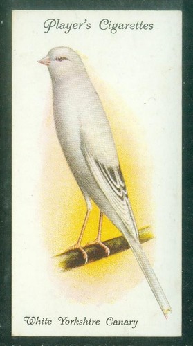 Bird card 005 1933 - bird, 005,