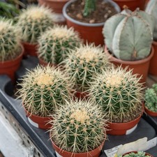 Echinocactus grusonii – 10