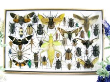 Bellissimi insetti imbalsamati