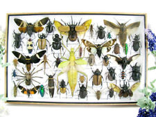 Bellissimi insetti imbalsamati