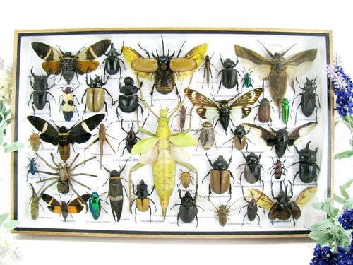 Bellissimi insetti imbalsamati