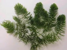 Offerta steli 15 cm - 10,
