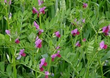 SEMI DI VECCIA MIELE API SOVESCIO FIENAGIONE