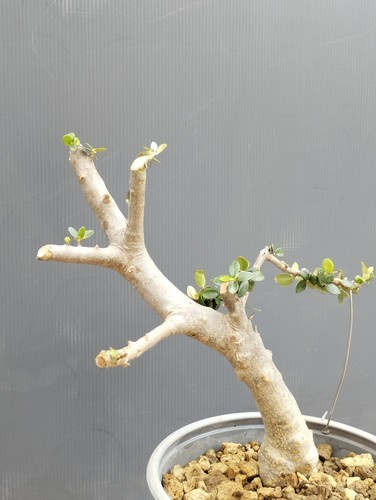Bonsai olivastro 26x17m - bonsai, in