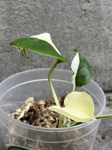 Monstera white lava full - monstera,