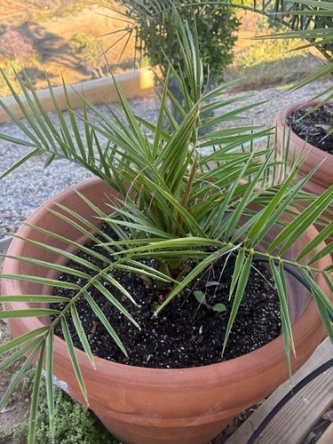 Phoenix canariensis pineapple - phoenix,