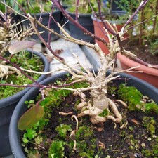 Bonsai Di Cappero25 € Pianta Di 7 Anni In Vaso 20cm Già Pronti Per Fruttificare