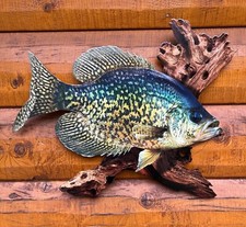Scena replica crappie nera 18"