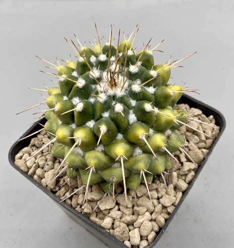 Mammillaria compressa