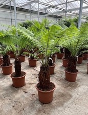 Helecho arboreo Joven Planta