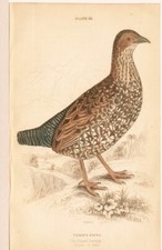 STARNA O  PERDIX,  di  JARDINE