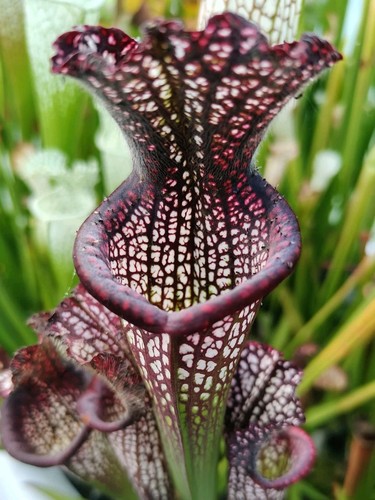 Rare sarracenia leucophylla - sarracenia,