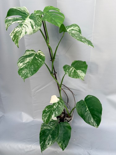 Monstera deliciosa albo - deliciosa,