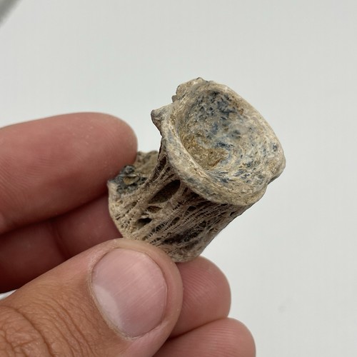 Pesce vertebre fossile florida - fossile,